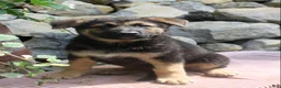 German Shepherd dogs for sale: Diesel  - Ad 5