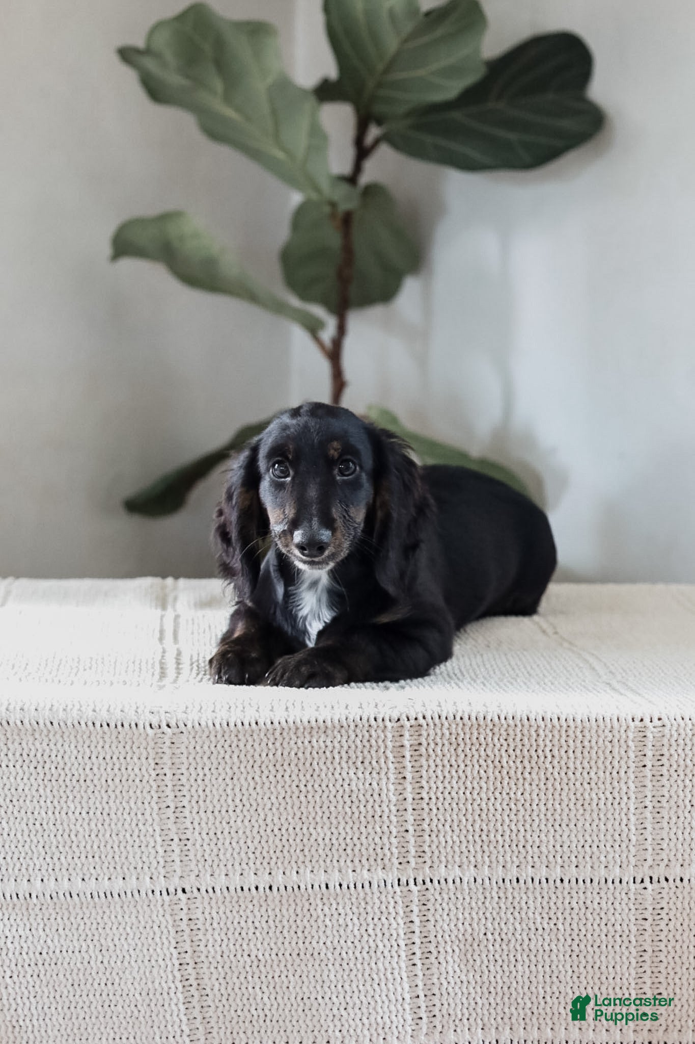 Miniature Dachshund dogs Andre - Ad 1