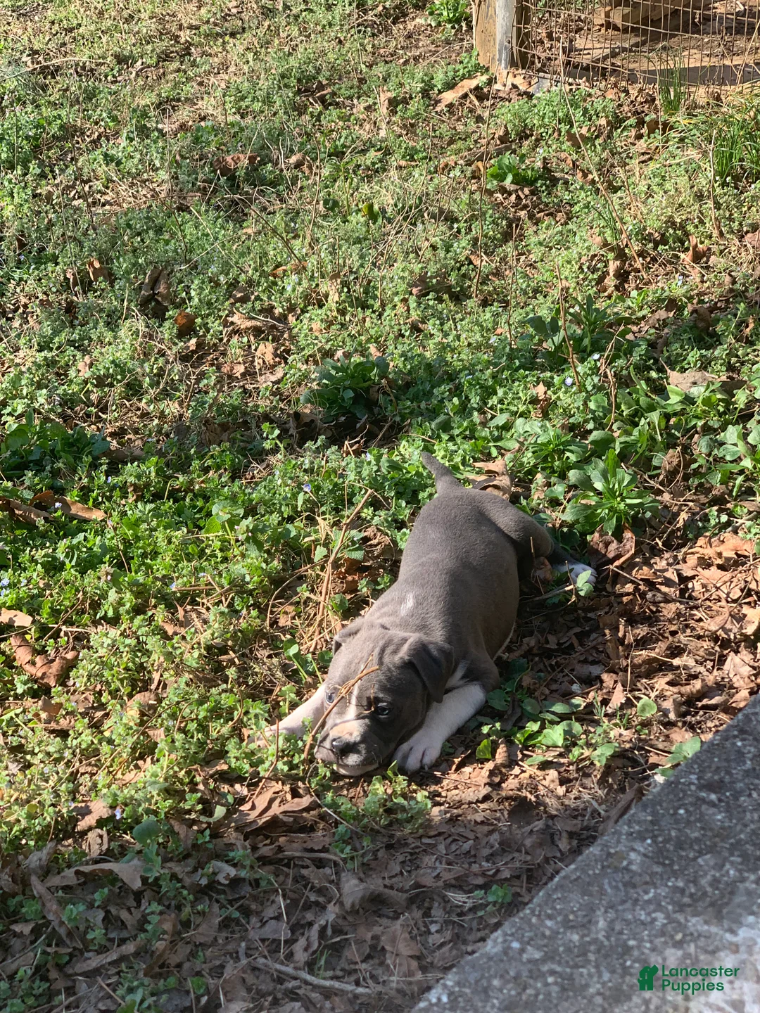 American Pit Bull Terrier dogs for sale: Poseidon - Ad 1