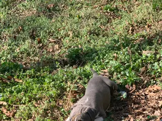 American Pit Bull Terrier dogs Poseidon - Ad 27