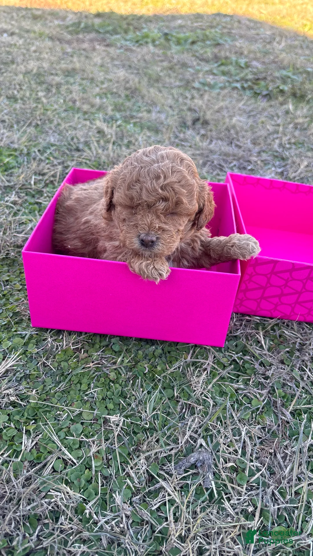 Toy Poodle dogs for sale: Toy Poodle Puppy 3 - Ad 5