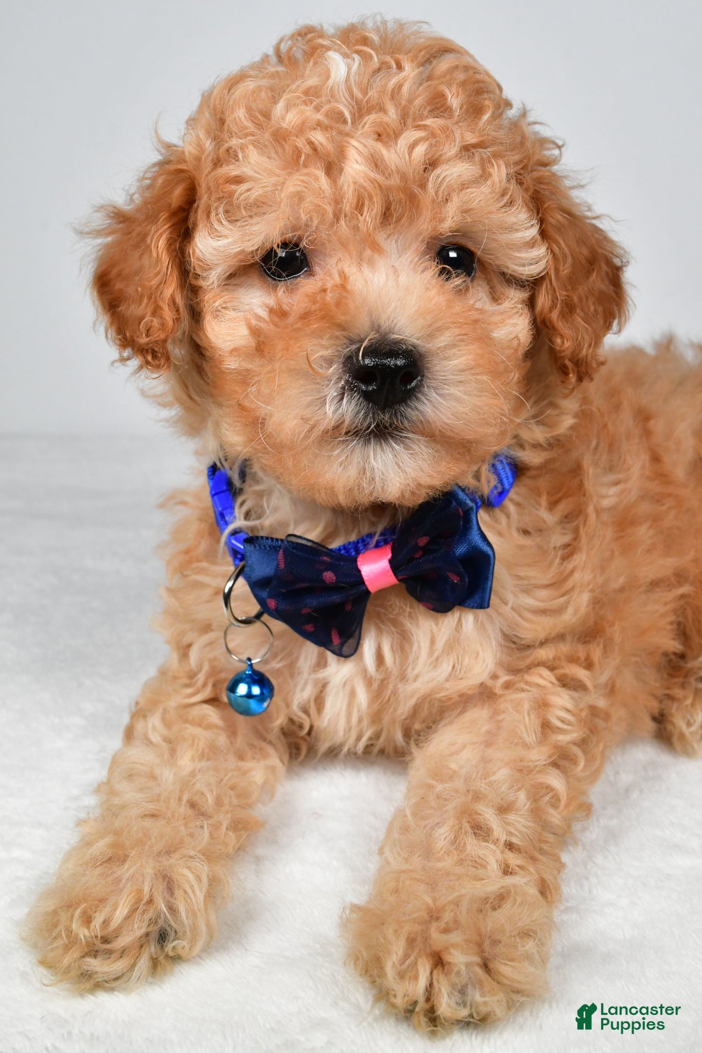 Miniature Poodle dogs Brady - Ad 2