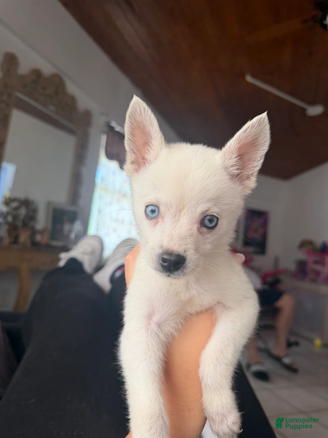 Alaskan Klee Kai dogs for sale: Alaskan Klee Kai 1 - Ad 2