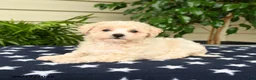 Bichpoo dogs for sale: Jubilee - Ad 3