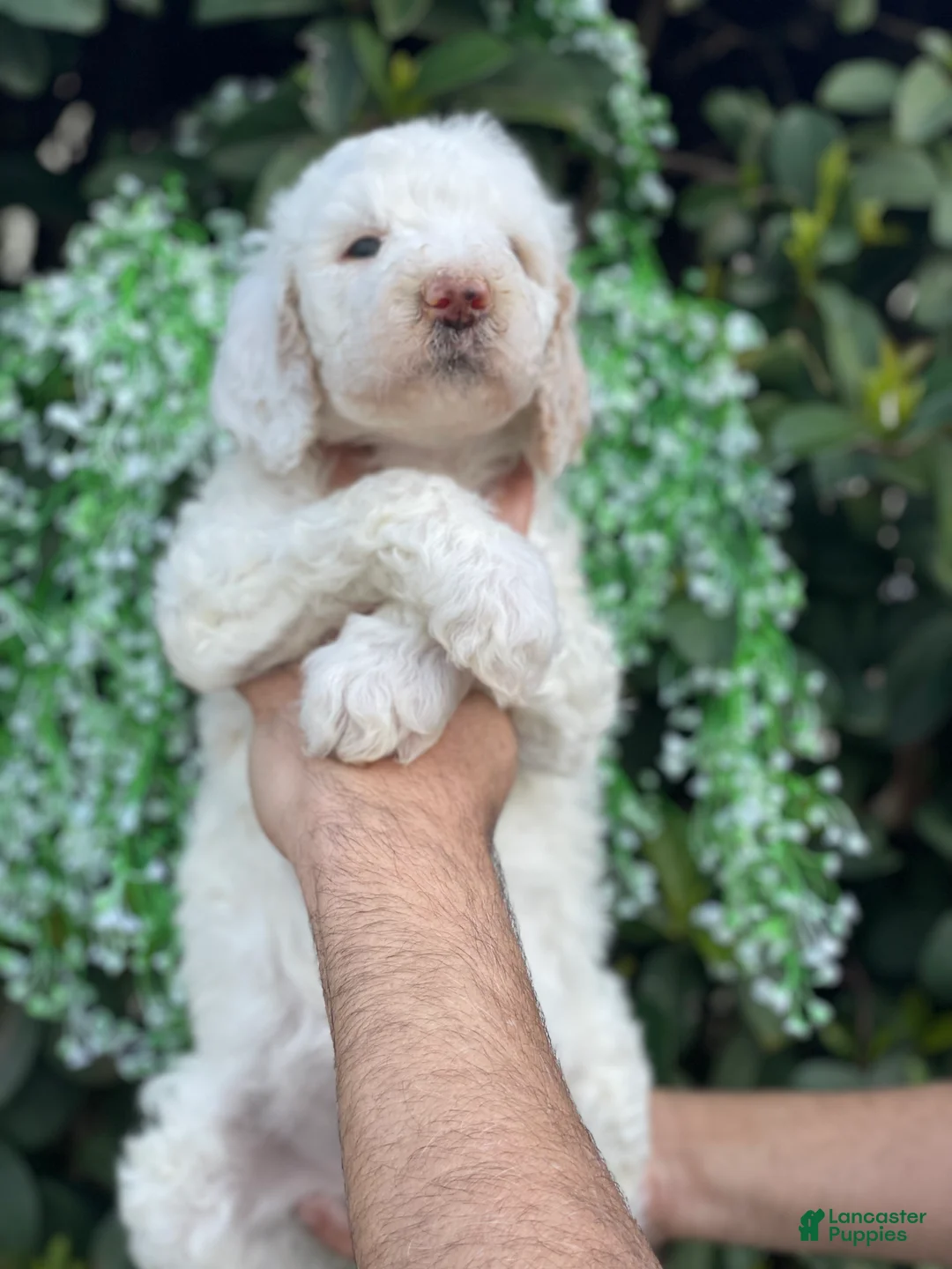 Goldendoodle dogs for sale: Cloe  - Ad 2