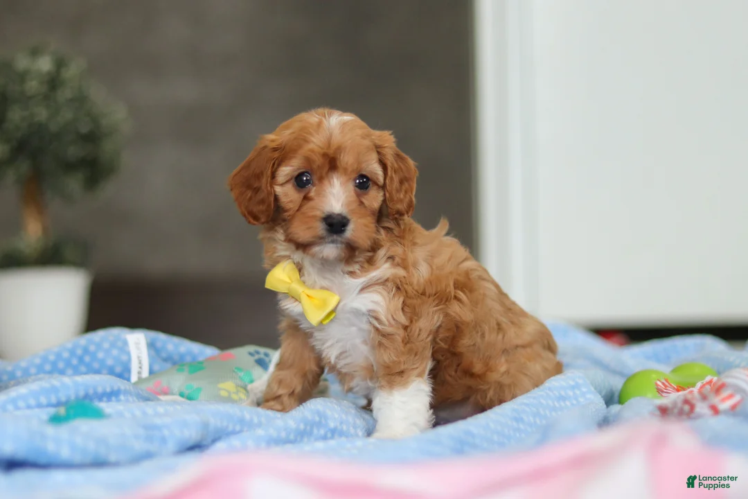 Cavapoo dogs for sale: Max - Ad 7
