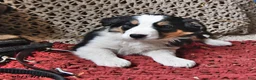 Border Collie dogs for sale: Pooh Bear - Ad 2