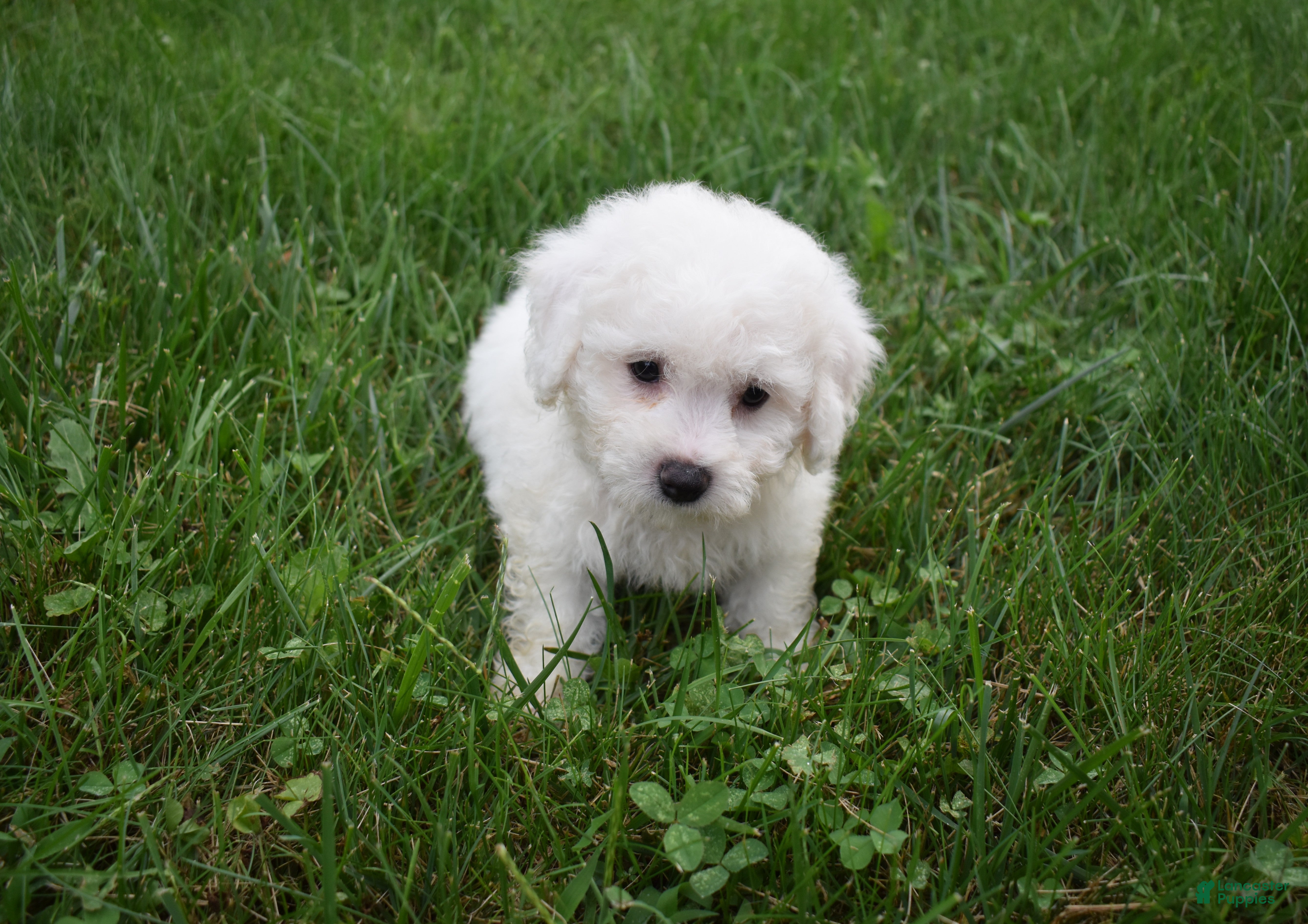 Bichon Frise dogs Tyler 🐶 - Ad 1