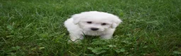 Bichon Frise dogs for sale: Tyler 🐶 - Ad 6