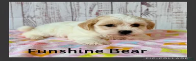Funshine Bear