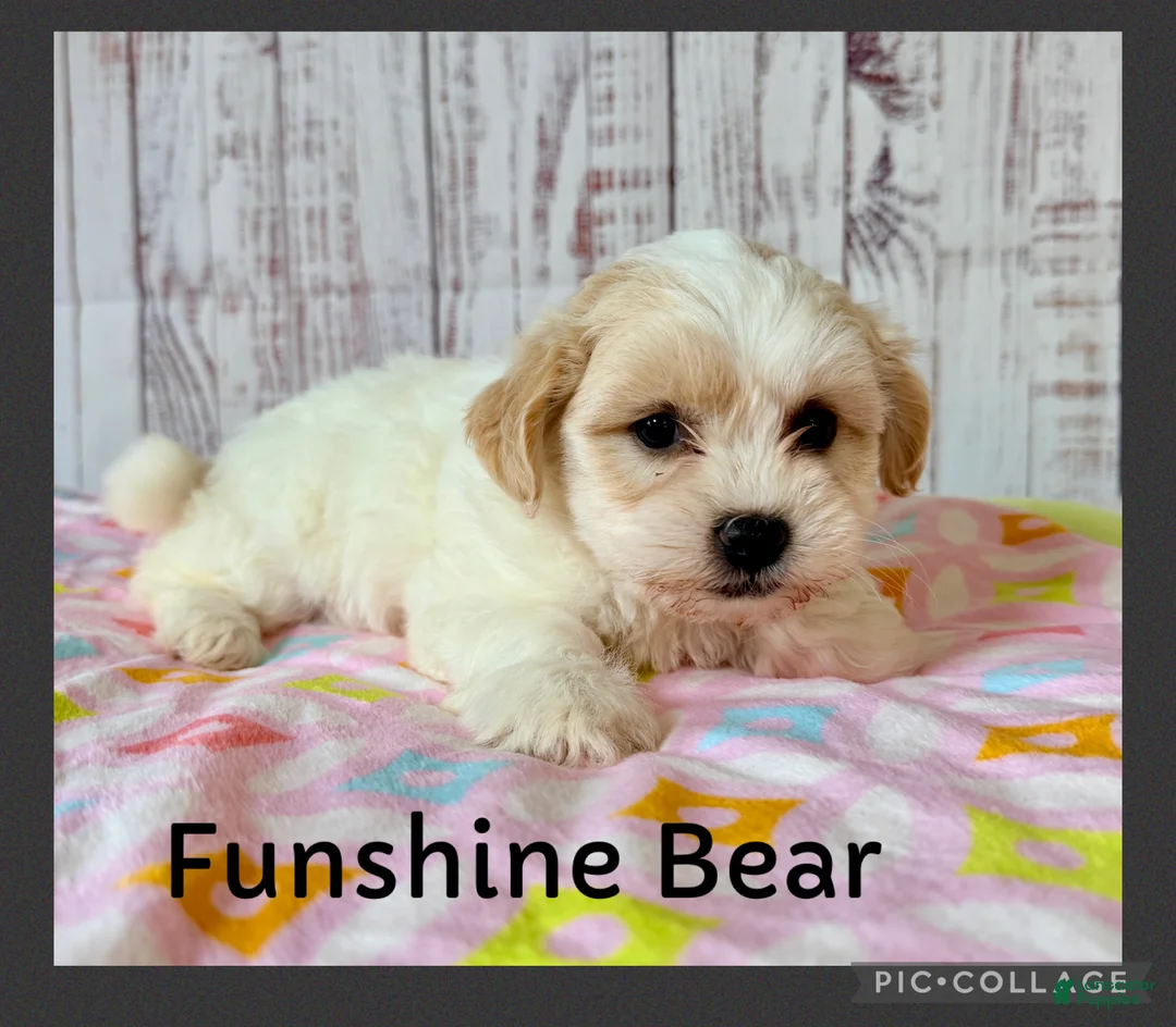 Teddy Bear dogs for sale: Funshine Bear - Ad 1