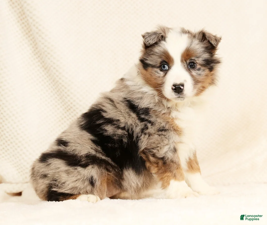 Miniature Australian Shepherd dogs for sale: Edi - Ad 8