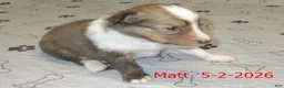 Shetland Sheepdog dogs for sale: Matt Male - Ad 1