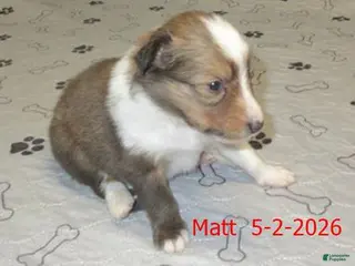 Shetland Sheepdog dogs for sale: Matt Male - Ad 2