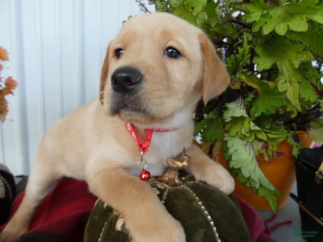 Labrador Retriever dogs for sale: Labrador Retriever 3 Saratoga - Ad 1