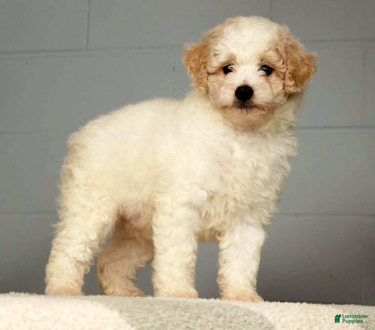 Miniature Poodle dogs Parker - Ad 2