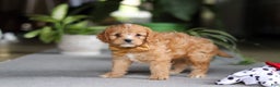 Cavapoo dogs for sale: Jasper - Ad 5