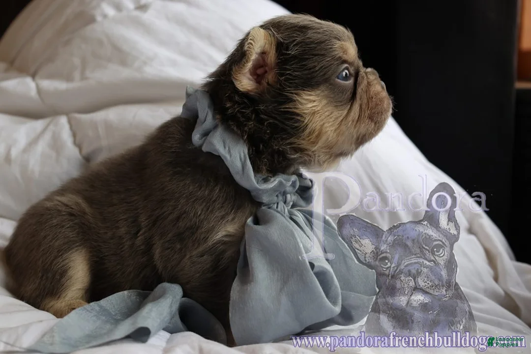 French Bulldog dogs for sale: Fendi - Ad 7
