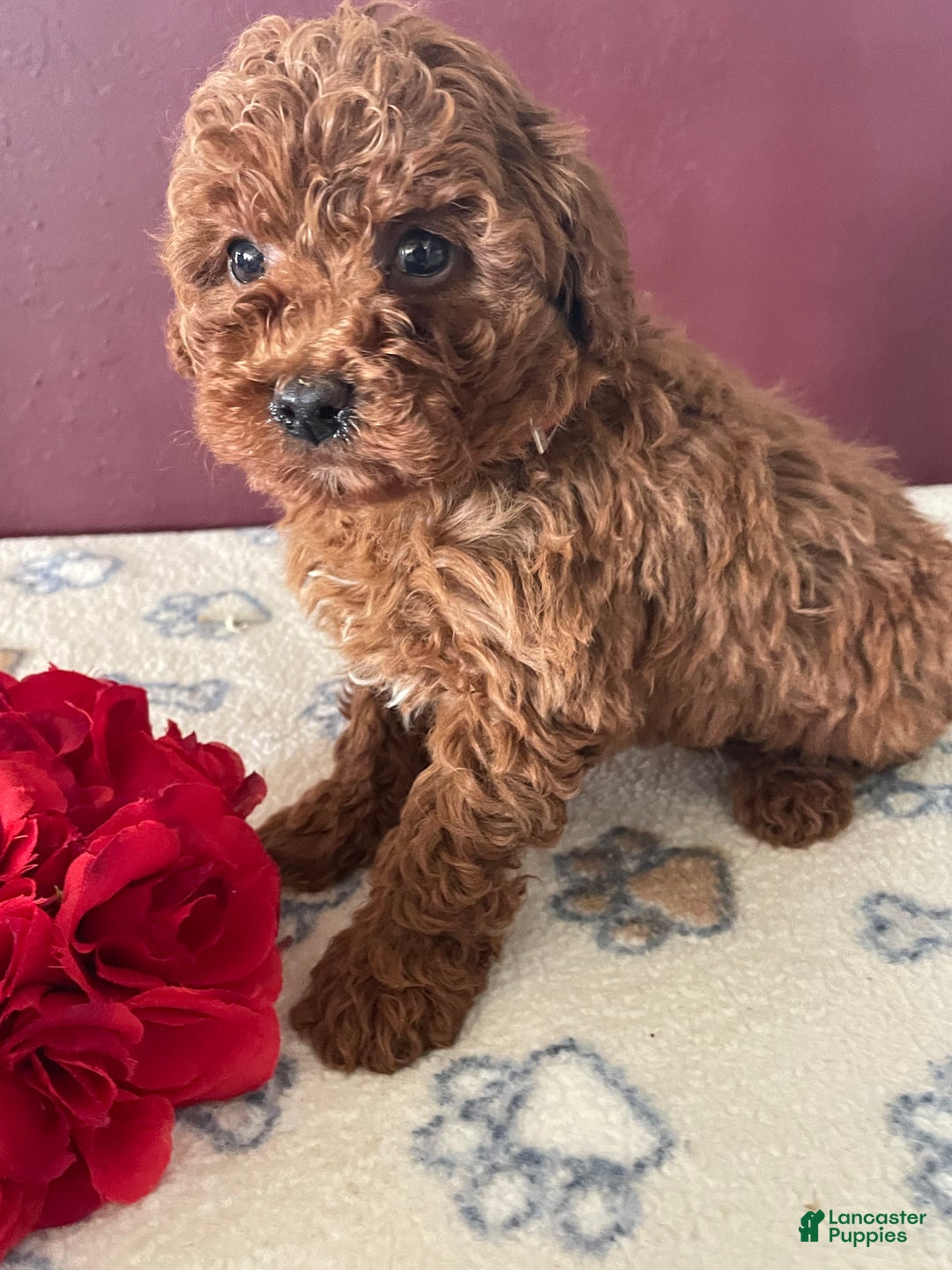 Toy Poodle dogs for sale: Chip - Ad 4