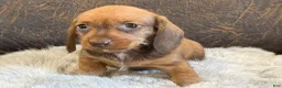 Miniature Dachshund dogs for sale: Dash - Ad 6