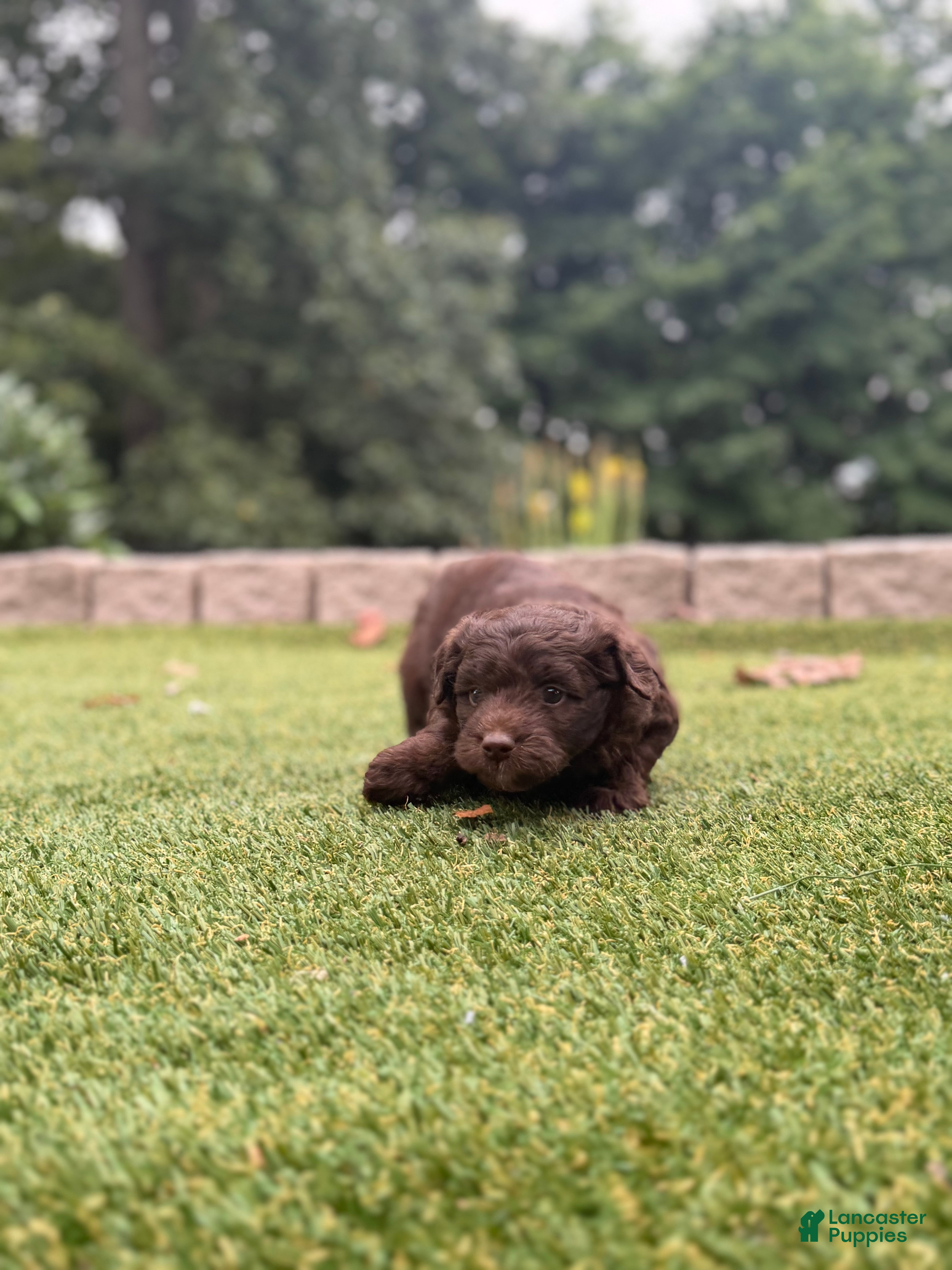 Aussiedoodle dogs Rusty - Ad 2