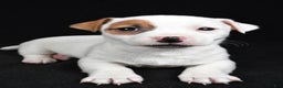 Jack Russell Terrier dogs for sale: Spots - Ad 6