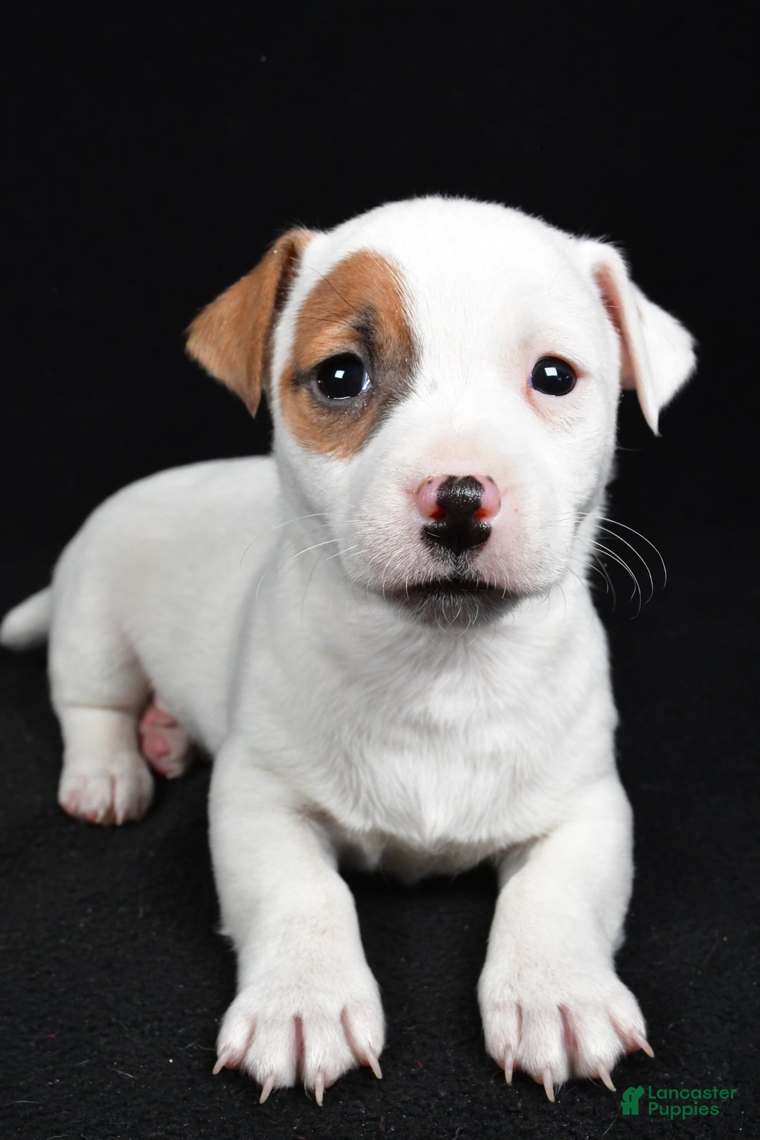 Jack Russell Terrier dogs for sale: Spots - Ad 6