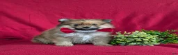 Pomeranian dogs for sale: Maloney - Ad 3