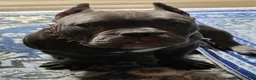 American Bully dogs for sale: American Bully 1 - Ad 18