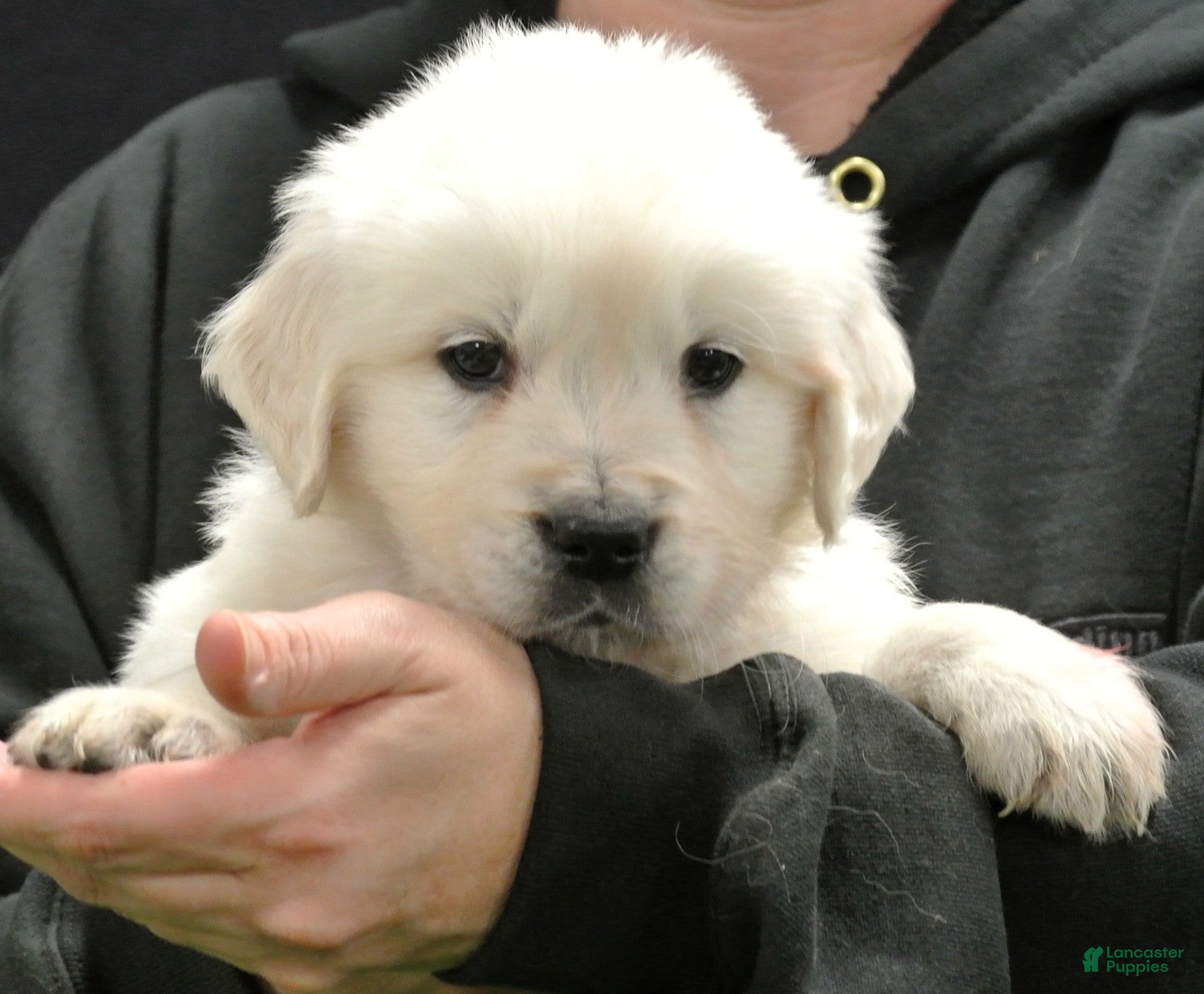 Golden Retriever dogs Rocky - Ad 2