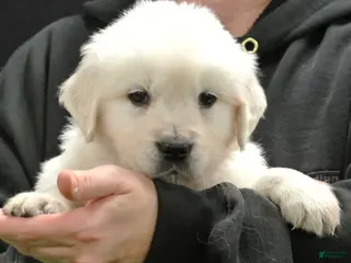 Golden Retriever dogs Rocky - Ad 2