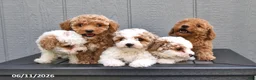 Miniature Poodle dogs for sale: Sapphire - Ad 5