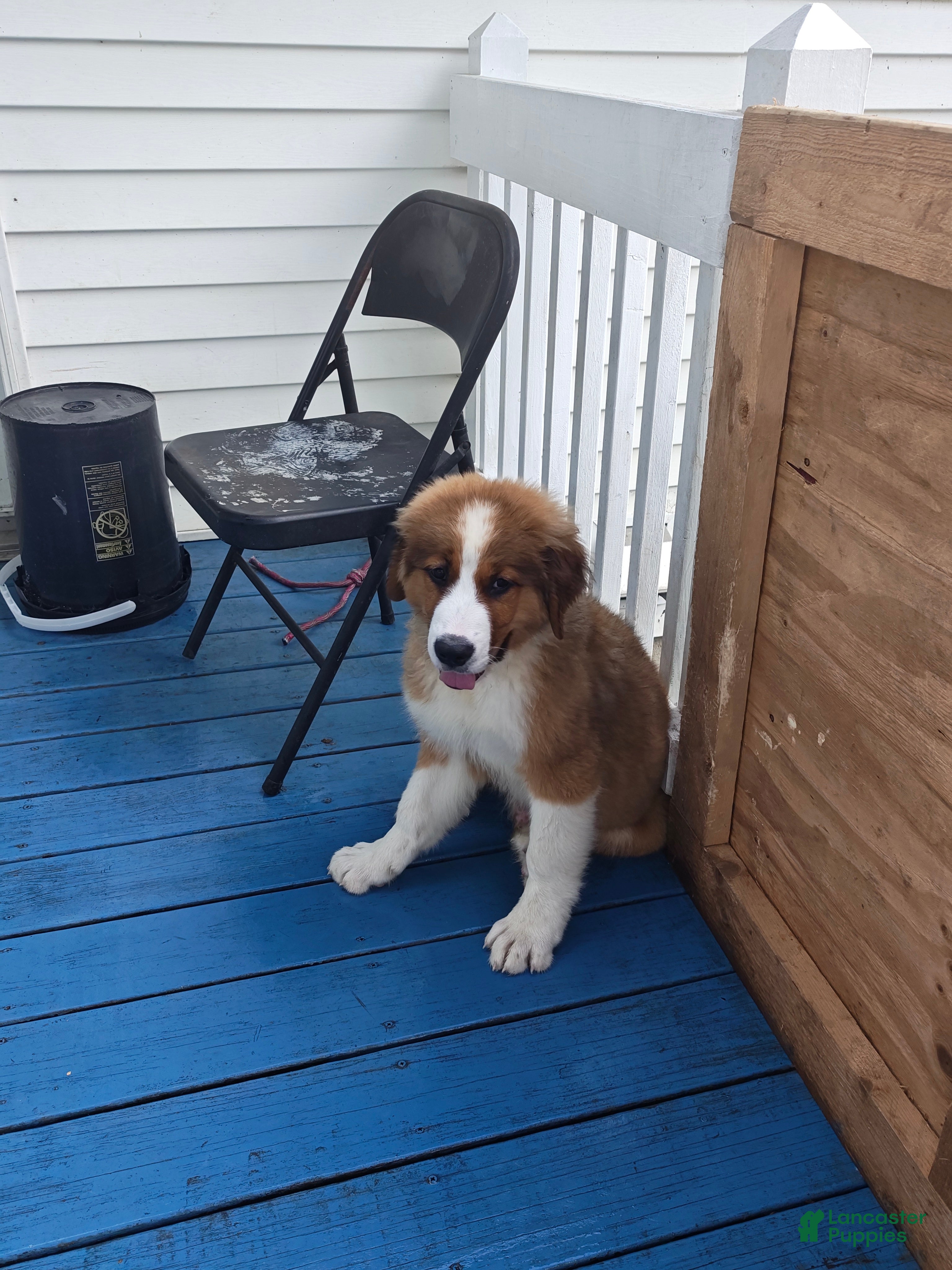 Mixed Breed dogs for sale: Blu - Ad 4
