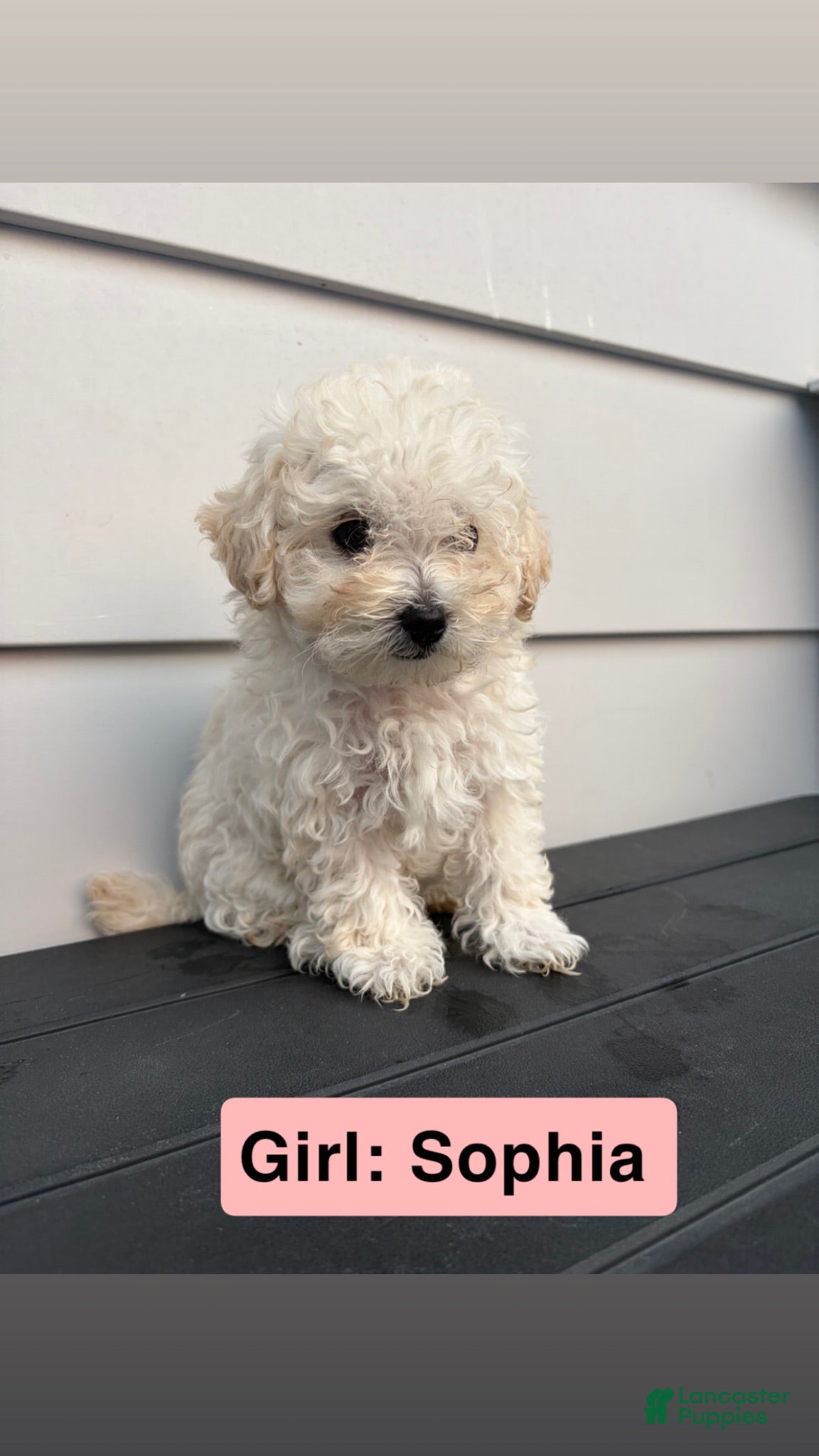 Toy Poodle dogs Toy Poodle 2 - Ad 14