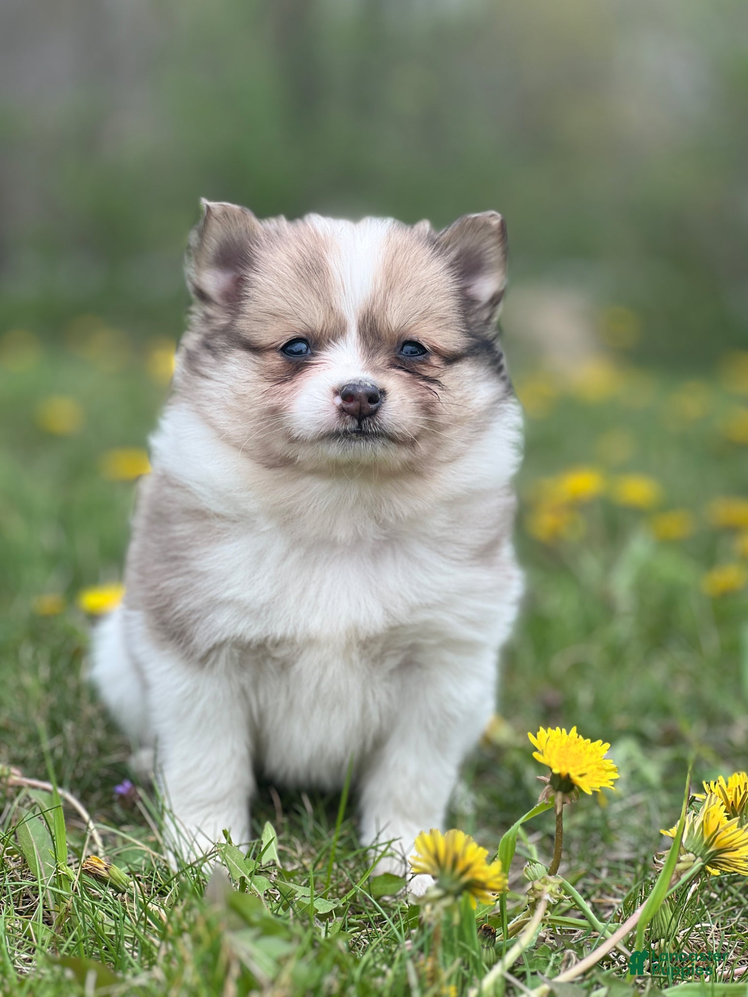 Pomeranian dogs Cruiser  - Ad 29