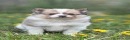 Pomeranian dogs for sale: Cruiser  - Ad 1