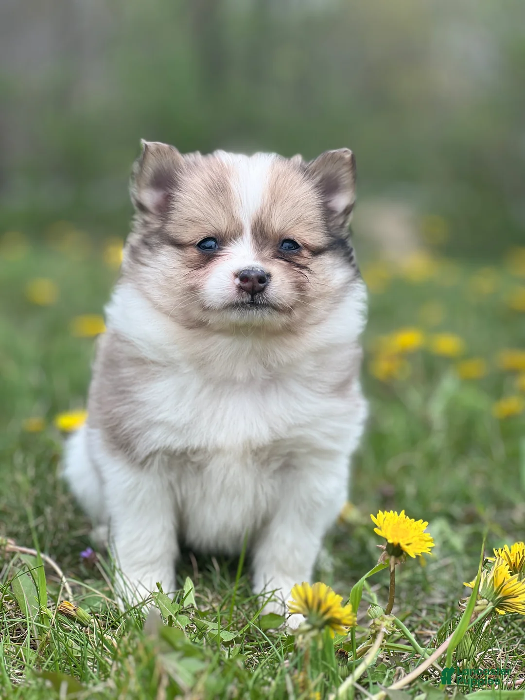 Pomeranian dogs for sale: Cruiser  - Ad 1