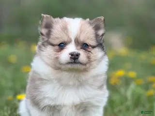 Pomeranian dogs Cruiser - Ad 30
