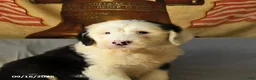Old English Sheepdog dogs for sale: Flint - Ad 3