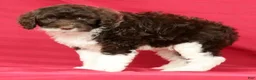 Portuguese Water Dog dogs for sale: Romeo - Ad 4