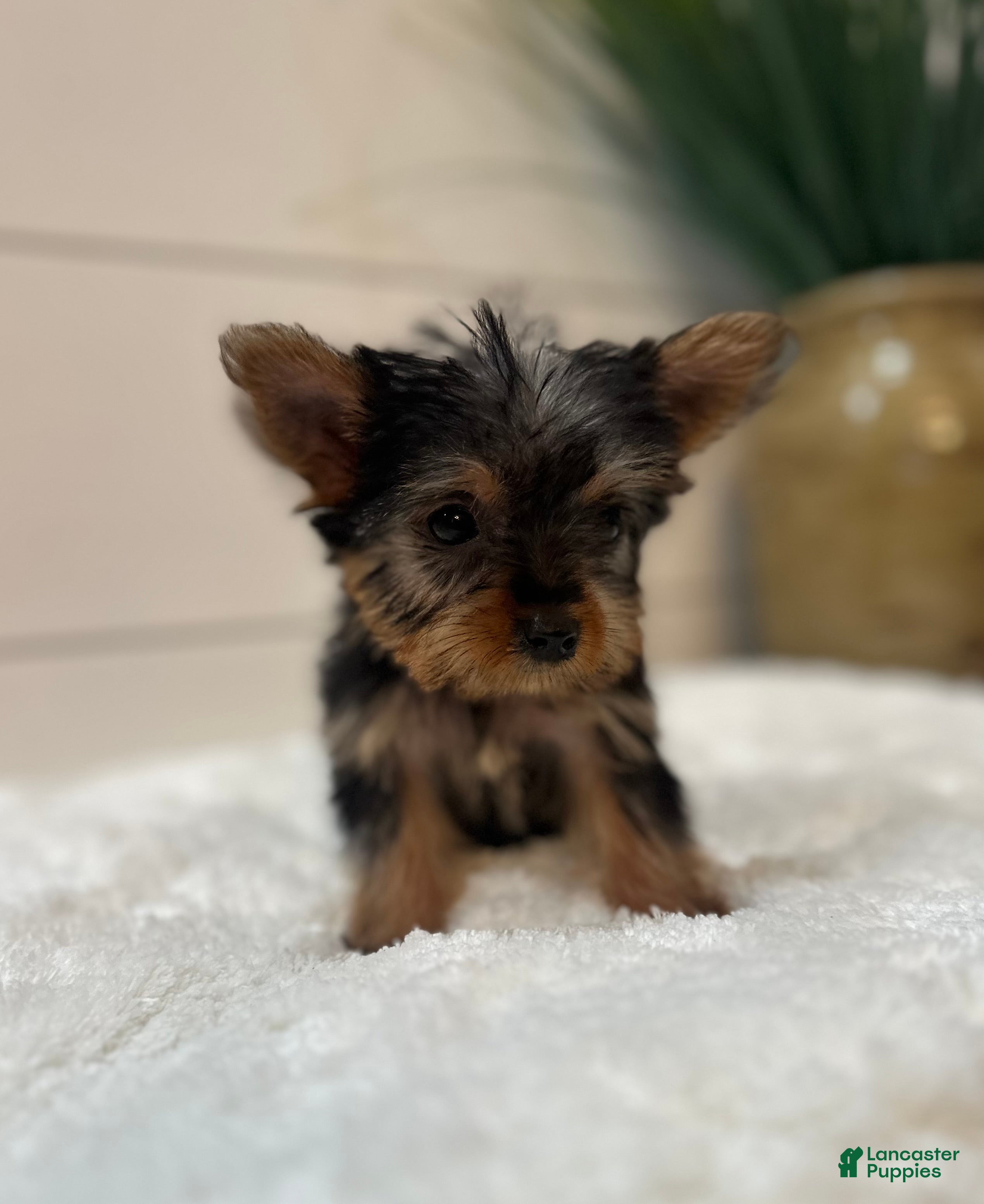 Yorkshire Terrier dogs Tinkerbell  - Ad 2