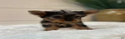 Yorkshire Terrier dogs for sale: Tinkerbell  - Ad 2