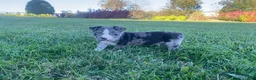 Boston Terrier dogs for sale: Buddy - Ad 3