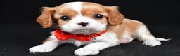 Cavalier King Charles Spaniel dogs for sale: Tyler - Ad 2