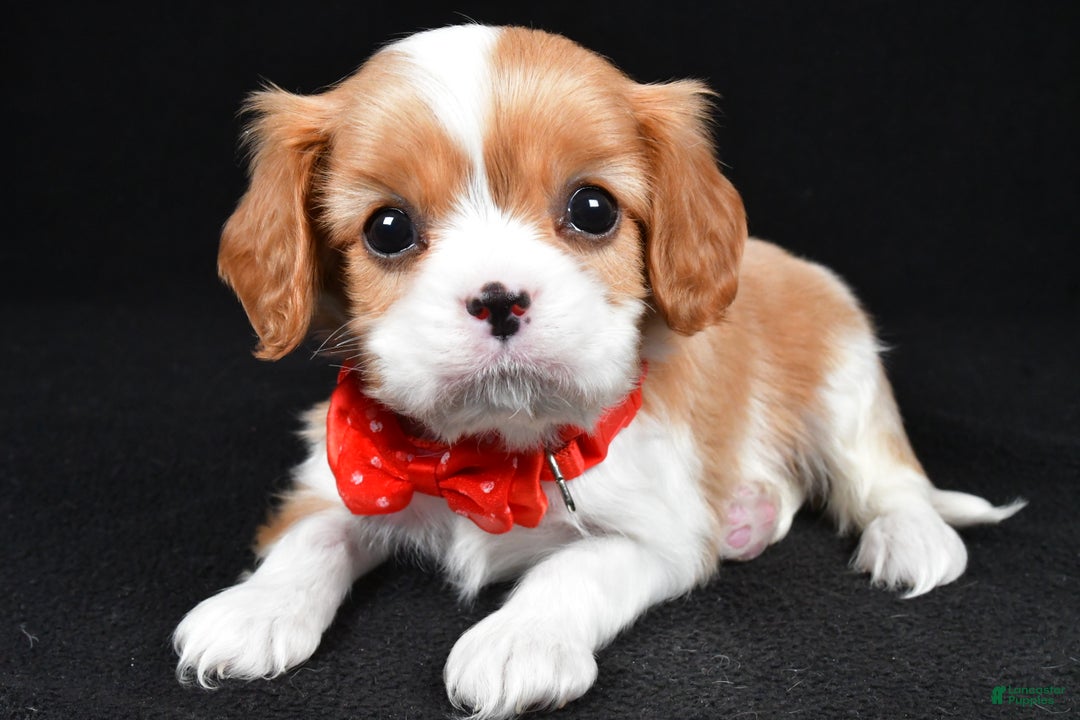 Cavalier King Charles Spaniel dogs for sale: Tyler - Ad 2