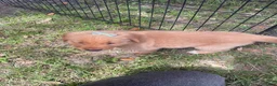 Golden Retriever dogs for sale: Golden Retriever 3 - Ad 10