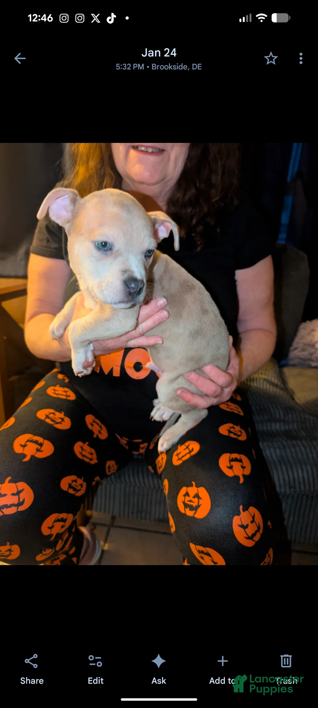 American Bully dogs for sale: American Bully Puppy 2 - Ad 1