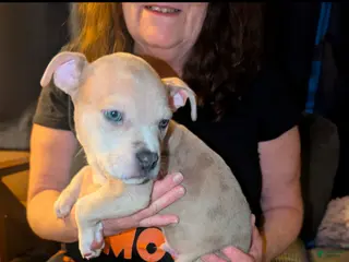 American Bully dogs American Bully Puppy 2 - Ad 10