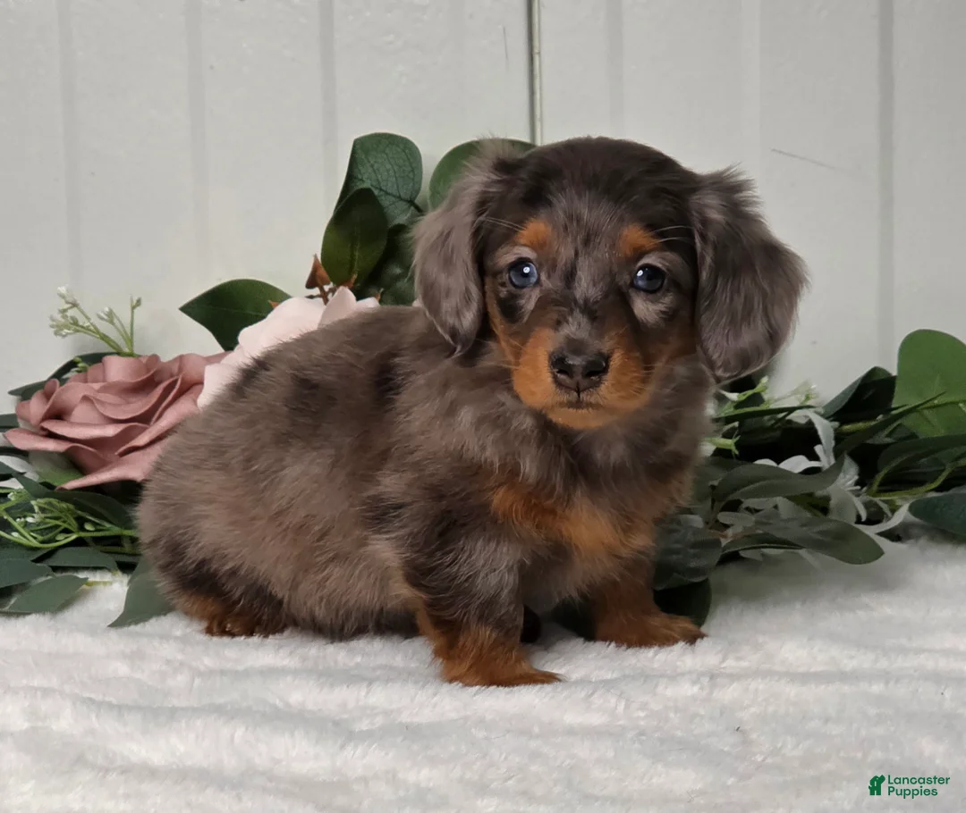 Miniature Dachshund dogs for sale: Jasmine - Ad 9