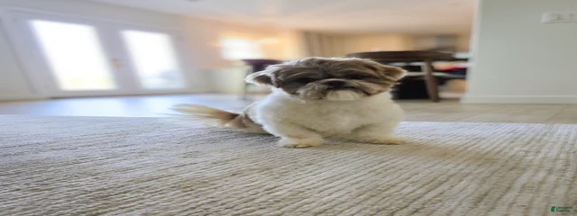 Daisy
